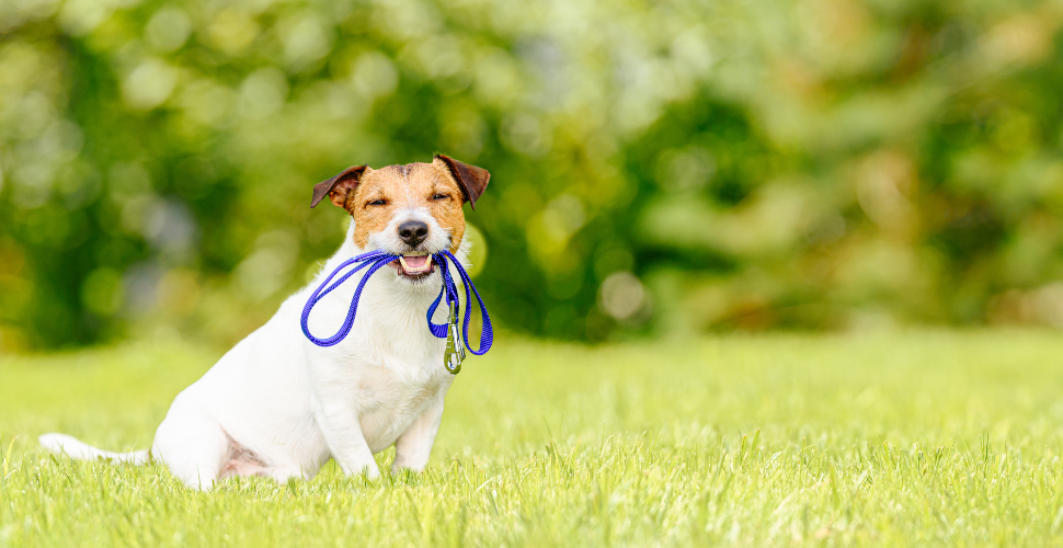 Dog holing a lead in park